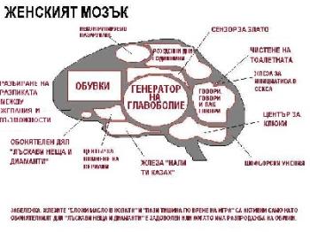 Женския мозък