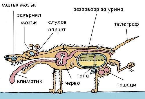 кучешка анатомия