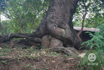 Секси дървета
