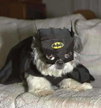 BatDog