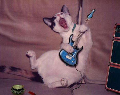 Crazy Rock Cat