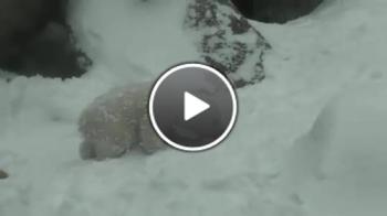 Първите дни на едно полярно мече в снега