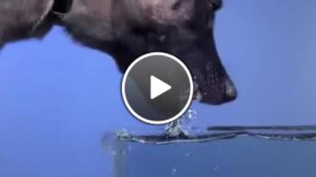 Как всъщност пие вода едно куче (забавен кадър)