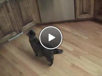Как да откажете котка да краде храна